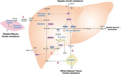 Potential Nexus of Non-alcoholic Fatty Liver Disease and Type 2 Diabetes Mellitus: Insulin Resistance Between Hepatic and Peripheral Tissues